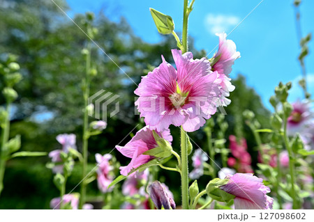 タチアオイ 127098602