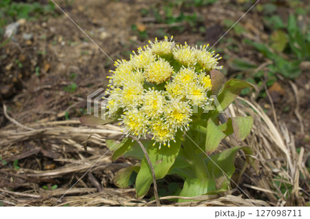 花の咲いたフキノトウ 花の咲いたフキノトウ 127098711
