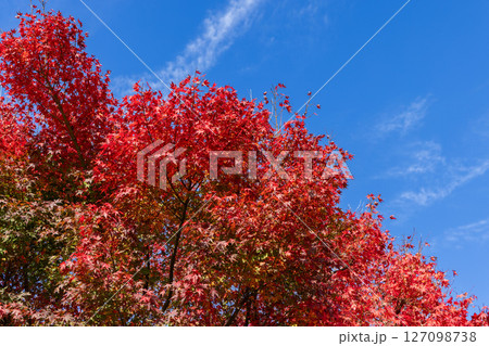 Bright red Japanese maple tree in autumn with vivid foliage against a clear blue sky Bright red Japanese maple tree in autumn with vivid foliage against a clear blue sky 127098738