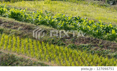 Cultivated rice and vegetable rows arranged on stepped slopes, showing small-scale farming methods 127098751