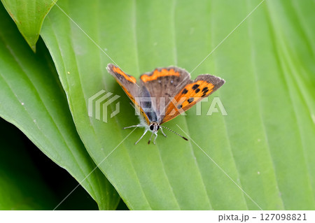 ベニシジミ 127098821