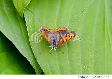 ベニシジミ 127098822