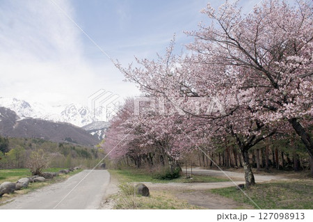 満開の桜が咲き誇る信州の北アルプス山麓に訪れた遅い春 127098913