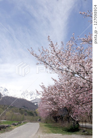 満開の桜が咲き誇る信州の北アルプス山麓に訪れた遅い春 満開の桜が咲き誇る信州の北アルプス山麓に訪れた遅い春 127098914