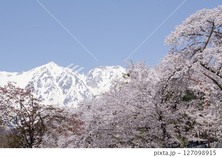 満開の桜が咲き誇る信州の北アルプス山麓に訪れた遅い春 127098915