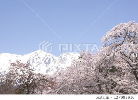 満開の桜が咲き誇る信州の北アルプス山麓に訪れた遅い春 127098916