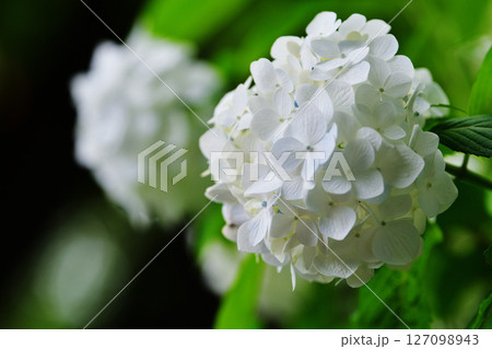 白い紫陽花 白い紫陽花 127098943
