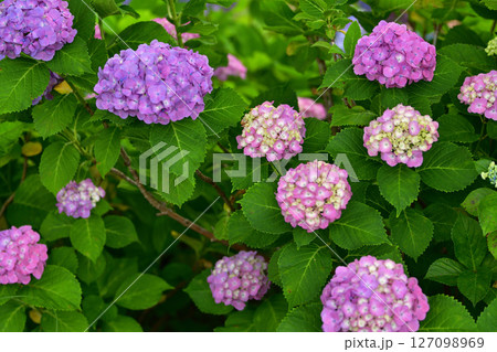 カラフルな紫陽花 カラフルな紫陽花 127098969