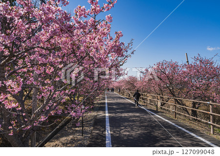 御前崎市にある浜岡砂丘の河津桜の風景(静岡県) 127099048
