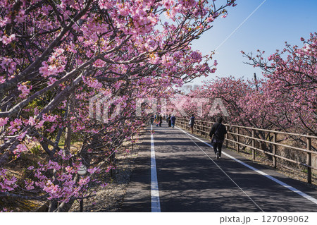 御前崎市にある浜岡砂丘の河津桜の風景(静岡県) 御前崎市にある浜岡砂丘の河津桜の風景(静岡県) 127099062