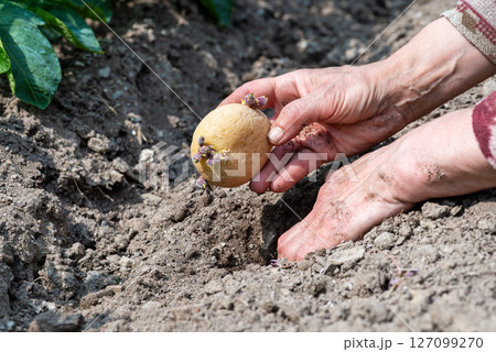 Hand planting potato tubers with sprouts in the ground. Agriculture. 127099270