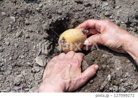 Hand planting potato tubers with sprouts in the ground. Agriculture. Hand planting potato tubers with sprouts in the ground. Agriculture. 127099272