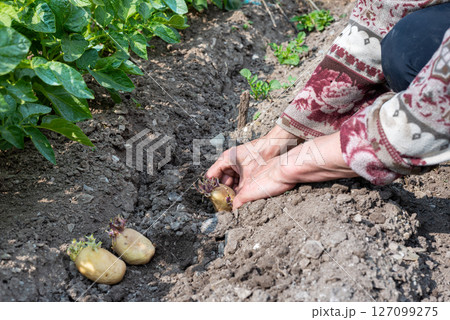 Hand planting potato tubers with sprouts in the ground. Agriculture. Hand planting potato tubers with sprouts in the ground. Agriculture. 127099275