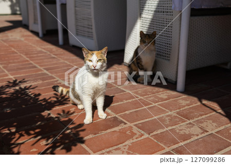 Two street cats rest on red tiled floor in sun and shade. Urban animal presence, summer warmth, and outdoor coexistence in public environment. 127099286