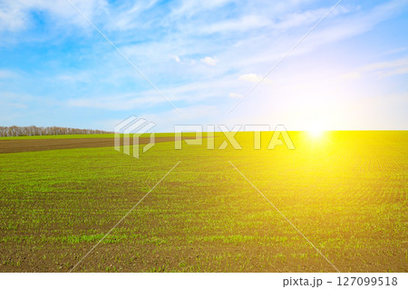 Green wheat field and bright sun 127099518