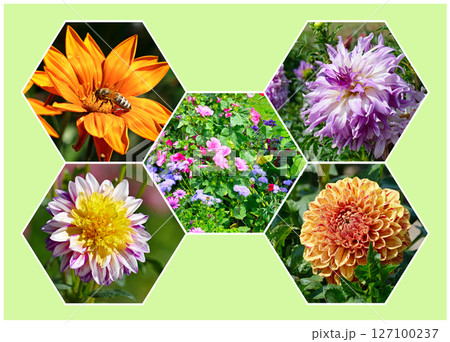 Beautiful bright summer flowers in a honeycomb frame on green background. Beautiful bright summer flowers in a honeycomb frame on green background. 127100237