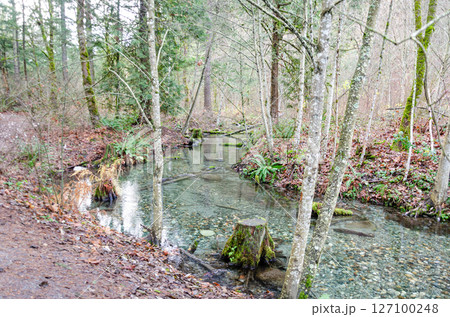 A section of the Thacker Regional Park in Hope, BC, Canada A section of the Thacker Regional Park in Hope, BC, Canada 127100248