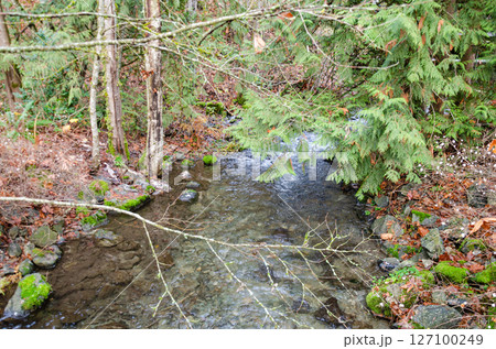 Salmon spawning streams in the Thacker Regional Park in Hope, BC, Canada Salmon spawning streams in the Thacker Regional Park in Hope, BC, Canada 127100249