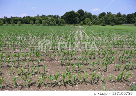 Vibrant Cornfield on a Bright Sunny Day with Clear Sky Vibrant Cornfield on a Bright Sunny Day with Clear Sky 127100759