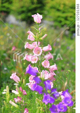 釣鐘草(ツリガネソウ)or カンパニュラ 釣鐘草(ツリガネソウ)or カンパニュラ 127101368