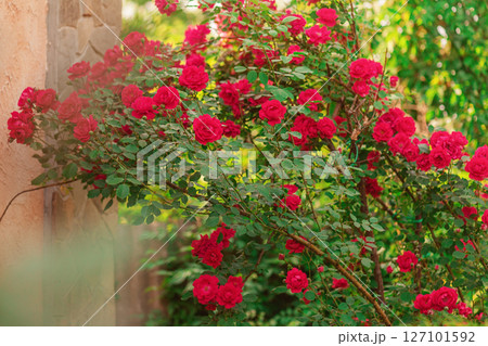 A red rose is hanging. Rose flowers near the house. A red rose is hanging. Rose flowers near the house. 127101592