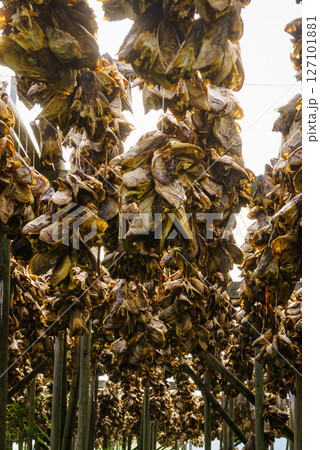 Cod stockfish drying on racks, Lofoten islands Norway 127101881