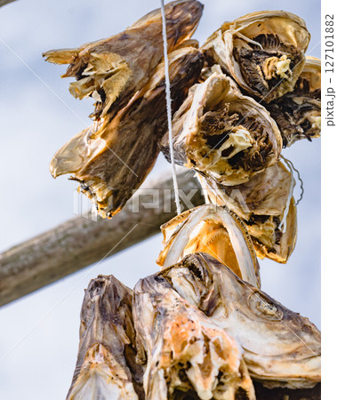 Cod stockfish drying on racks, Lofoten islands Norway Cod stockfish drying on racks, Lofoten islands Norway 127101882