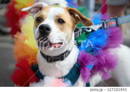 Pride Colorful Dog Parade. Two dogs dressed in bright rainbow tutus 127101943