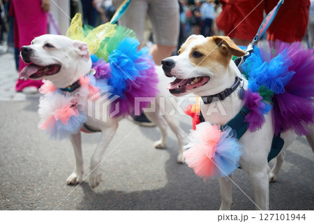 Pride Colorful Canine Parade. Two dogs dressed in bright rainbow tutus 127101944
