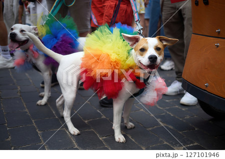 Colorful Dog Pride Parade. Two dogs dressed in bright rainbow tutus Colorful Dog Pride Parade. Two dogs dressed in bright rainbow tutus 127101946