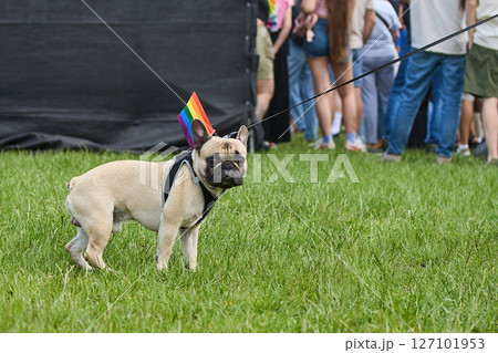 Pride Parade Pup. A French Bulldog with a rainbow flag 127101953