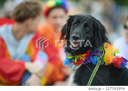 LGBTQ Pride Colorful Canine Celebration LGBTQ Pride Colorful Canine Celebration 127101954