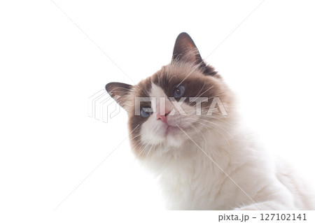 Cheerful friendly Ragdoll cat on white background Cheerful friendly Ragdoll cat on white background 127102141