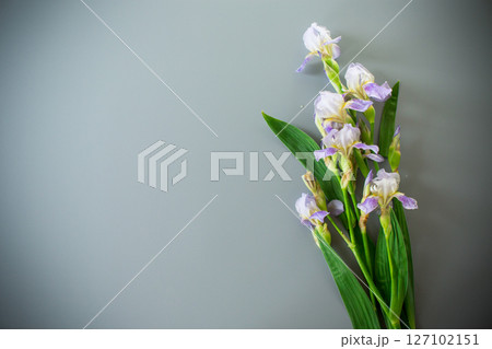 A bouquet of irises on a light gray background 127102151