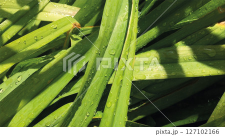 Green grass with drops of morning dew. Wet blades of grass in beautiful sunlit. 127102166