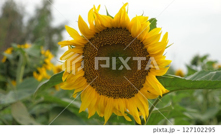 Agriculture, yellow sunflower in field, sunny flower in field, plants on farm, beautiful sunflower in garden, orange season bright organic flower, botanical seeds harvest, sunflower pollination, bee Agriculture, yellow sunflower in field, sunny flower in field, plants on farm, beautiful sunflower in garden, orange season bright organic flower, botanical seeds harvest, sunflower pollination, bee 127102295
