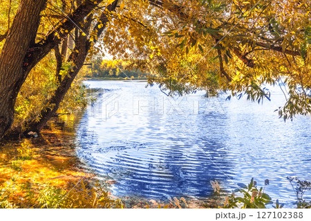Tree branches with golden autumn leaves, illuminated by sun, hang over quiet lake, creating picturesque fall landscape 127102388