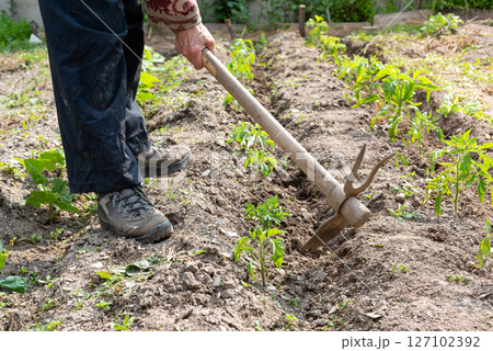 Soil preparation in a tomato crop. Agriculture. 127102392