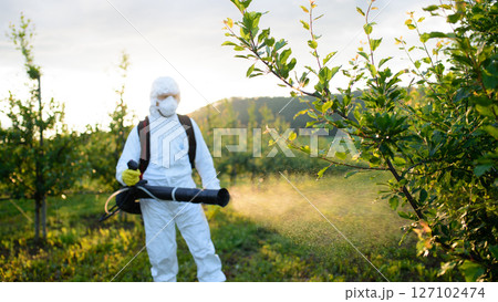 Farmer spraying pesticide in orchard, disinfecting trees in protective suit. 127102474
