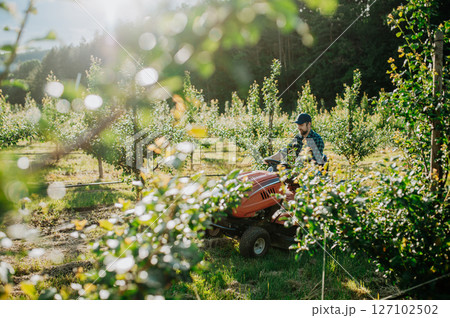 Farmer mowing between fruit trees in his orchard. 127102502