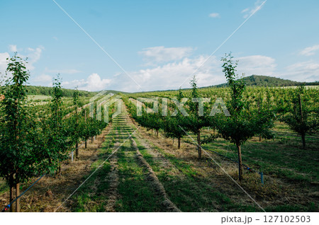 Rows of fruit trees growing in well-maintained orchard. 127102503