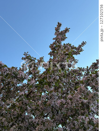 Cherry Blossom Tree Touching the Blue Sky  127102556