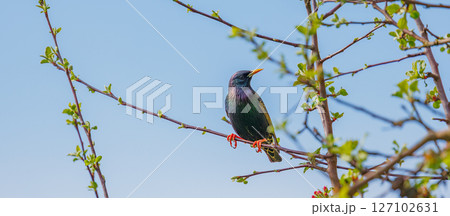 Starling - Sturnus vulgaris perches on branch before driving of Siskin at a garden feeder 127102631