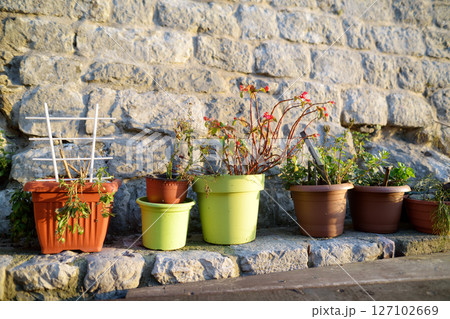 Urban landscape design on the street of mediterranean city. Decorative plants on the wall in yard of the house in Old Bar Town, Montenegro. 127102669