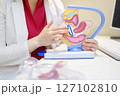 The gynecologist shows the patient an anatomical model of the vagina and talks about the control ring as a means of contraception 127102810