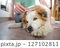 A careful owner young man is combing fur of big dog on floor at home 127102811