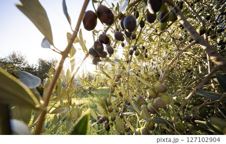 Olive tree with green ripe olives in an olive garden . Green olive tree lit by the rays of the sun 127102904