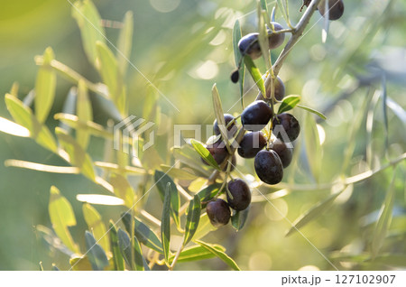 Olive tree with green ripe olives in an olive garden . Green olive tree lit by the rays of the sun 127102907