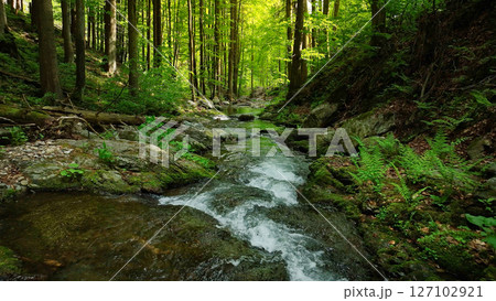 Beautiful Sunrise In Sunny Spring Forest with Stream . Sunlight Sunbeams Through Woods In Forest Landscape. Panorama Panoramic View Beautiful Sunrise In Sunny Spring Forest with Stream . Sunlight Sunbeams Through Woods In Forest Landscape. Panorama Panoramic View 127102921