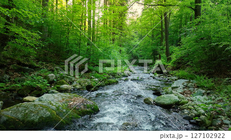 Beautiful Sunrise In Sunny Spring Forest with Stream . Sunlight Sunbeams Through Woods In Forest Landscape. Panorama Panoramic View Beautiful Sunrise In Sunny Spring Forest with Stream . Sunlight Sunbeams Through Woods In Forest Landscape. Panorama Panoramic View 127102922